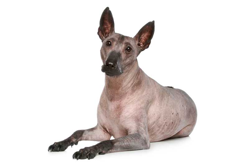 peruanischer Nackthund