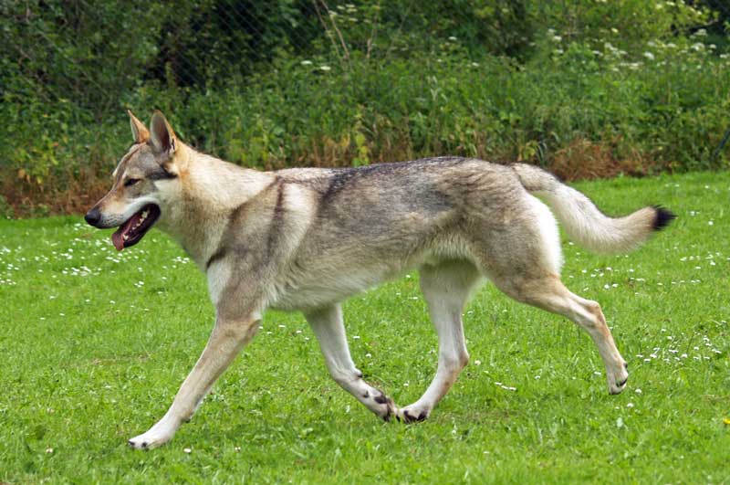 Tschechoslowakischer-Wolfshund