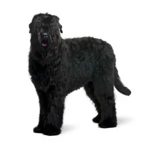 Russischer Schwarzer Terrier