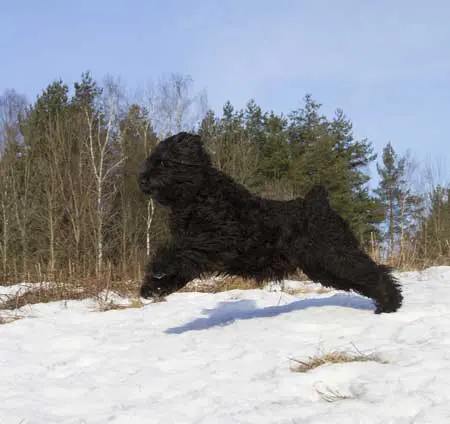 Russischer Schwarzer Terrier im Sprung