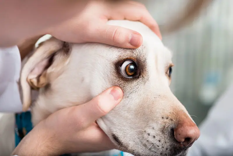 Vestibularsyndrom - Hund hat erweiterte Pupillen