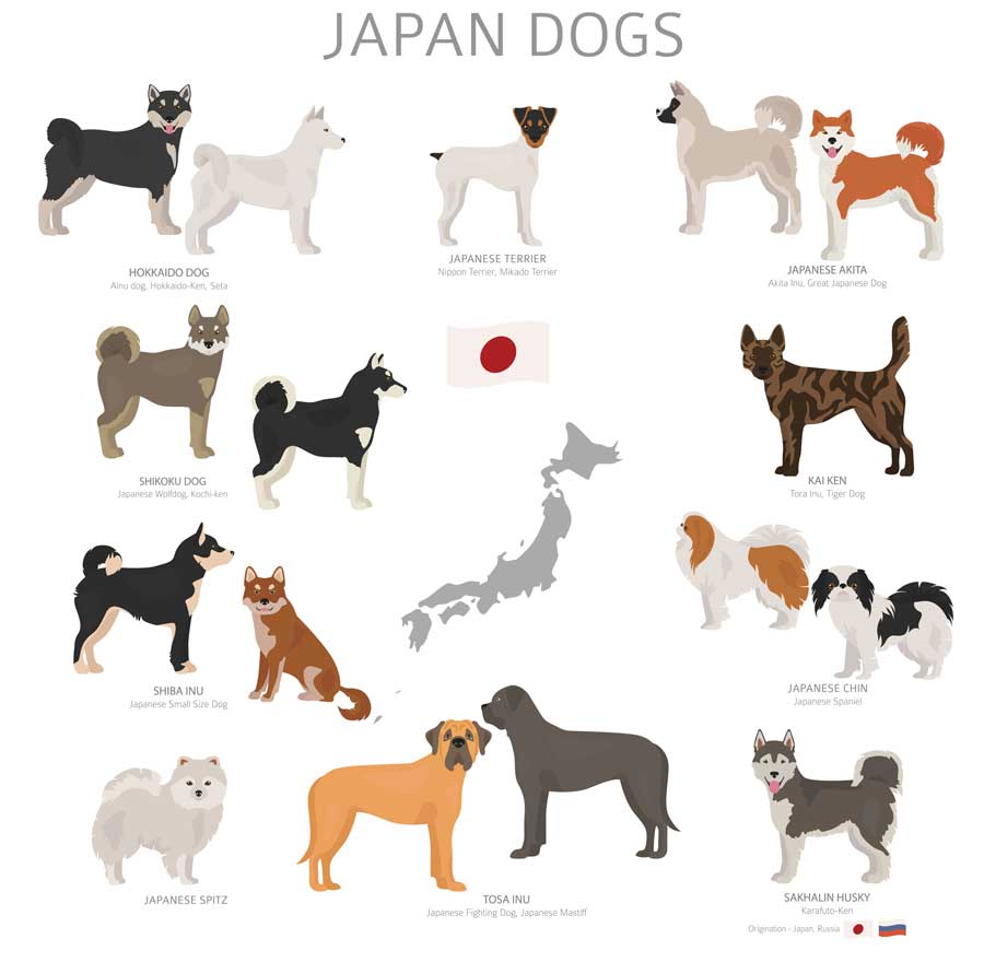 japanische hunderassen