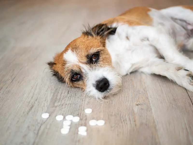 Keine Medikamente rumliegen lassen Hund vergiftet