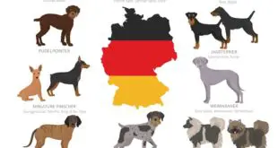 deutsche-hunderassen