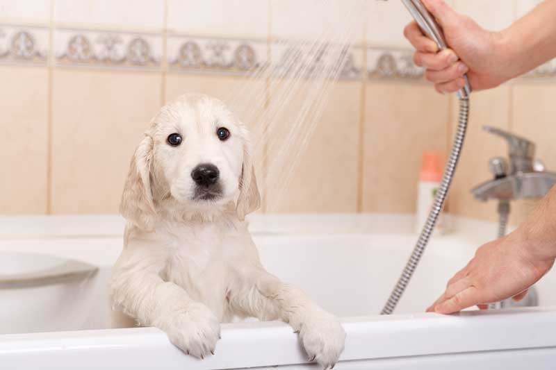 Badetag beim Hund