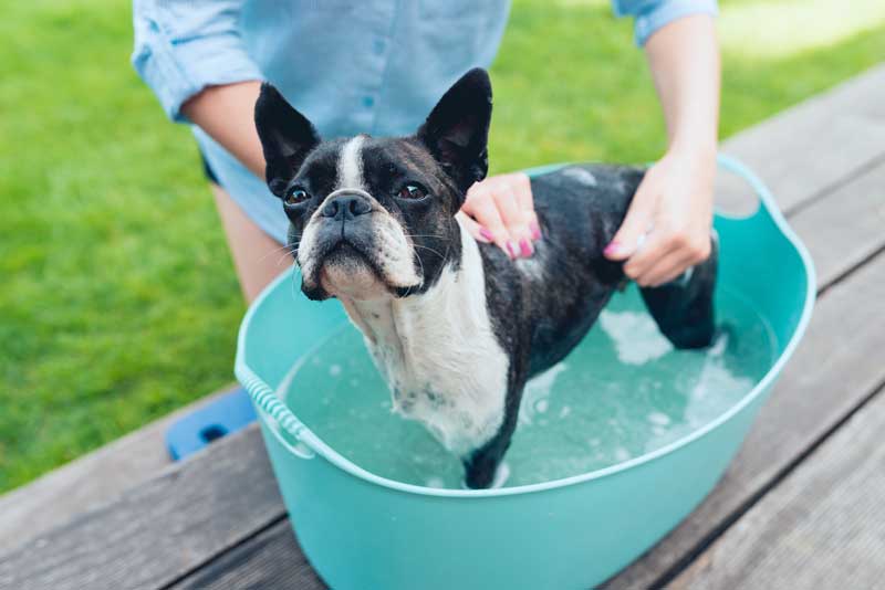 Hund richtig waschen