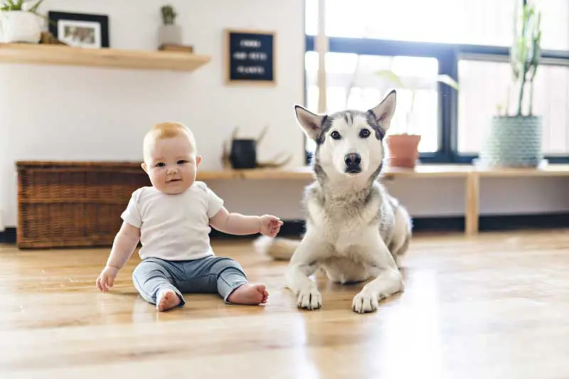 hund und baby im alltag