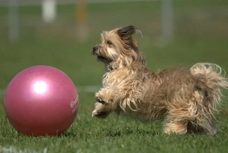 Treibball ist auch etwas für kleinere Hunde