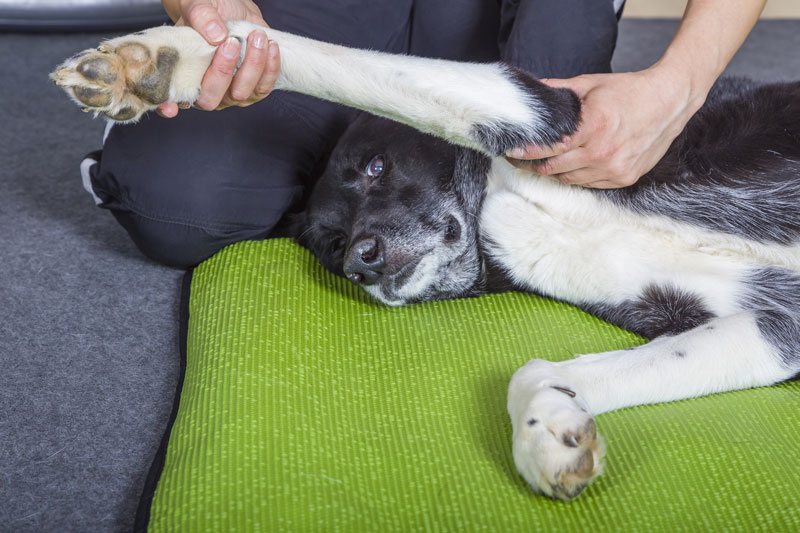 hunde-physiotherapie