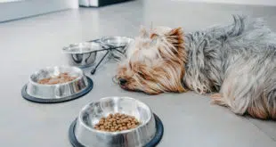 appetitlosigkeit-bei-hunden