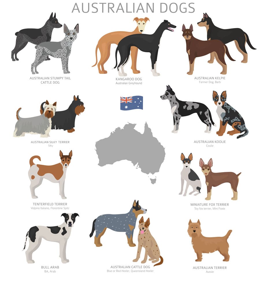 australische-hunderassen