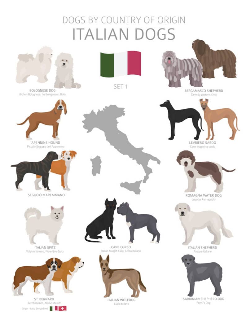 italienische-Hunderassen