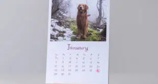 persoenlicher-fotokalender-hund