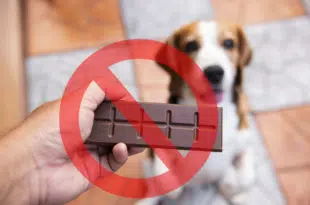 schokolade-giftig-hund