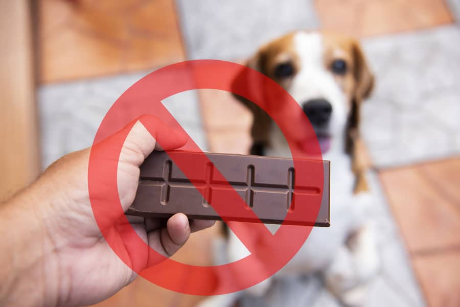 schokolade-giftig-hund
