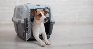 hundetransportbox