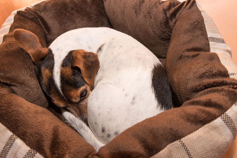 schlafpostion-donut-hund