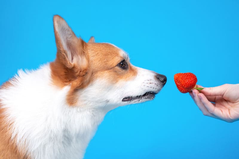 hund-bekommt-erdbeere