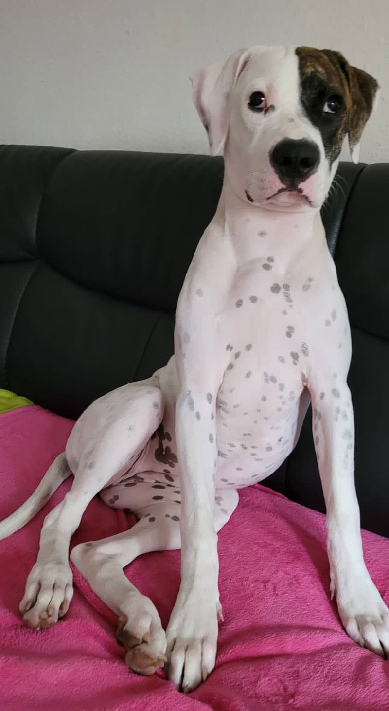 Dogo-Argentino-couch