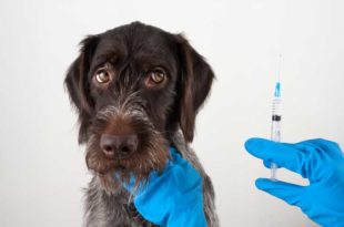 Impfung-hund