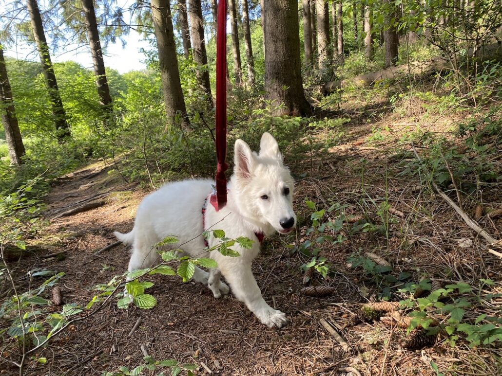 Welpe weißer Schäferhund im Wald