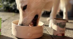 Hundefutter-Mythen Hund beim essen