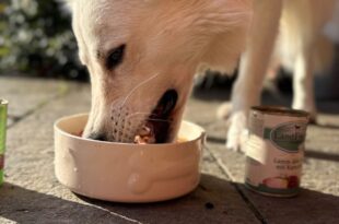 Hundefutter-Mythen Hund beim essen