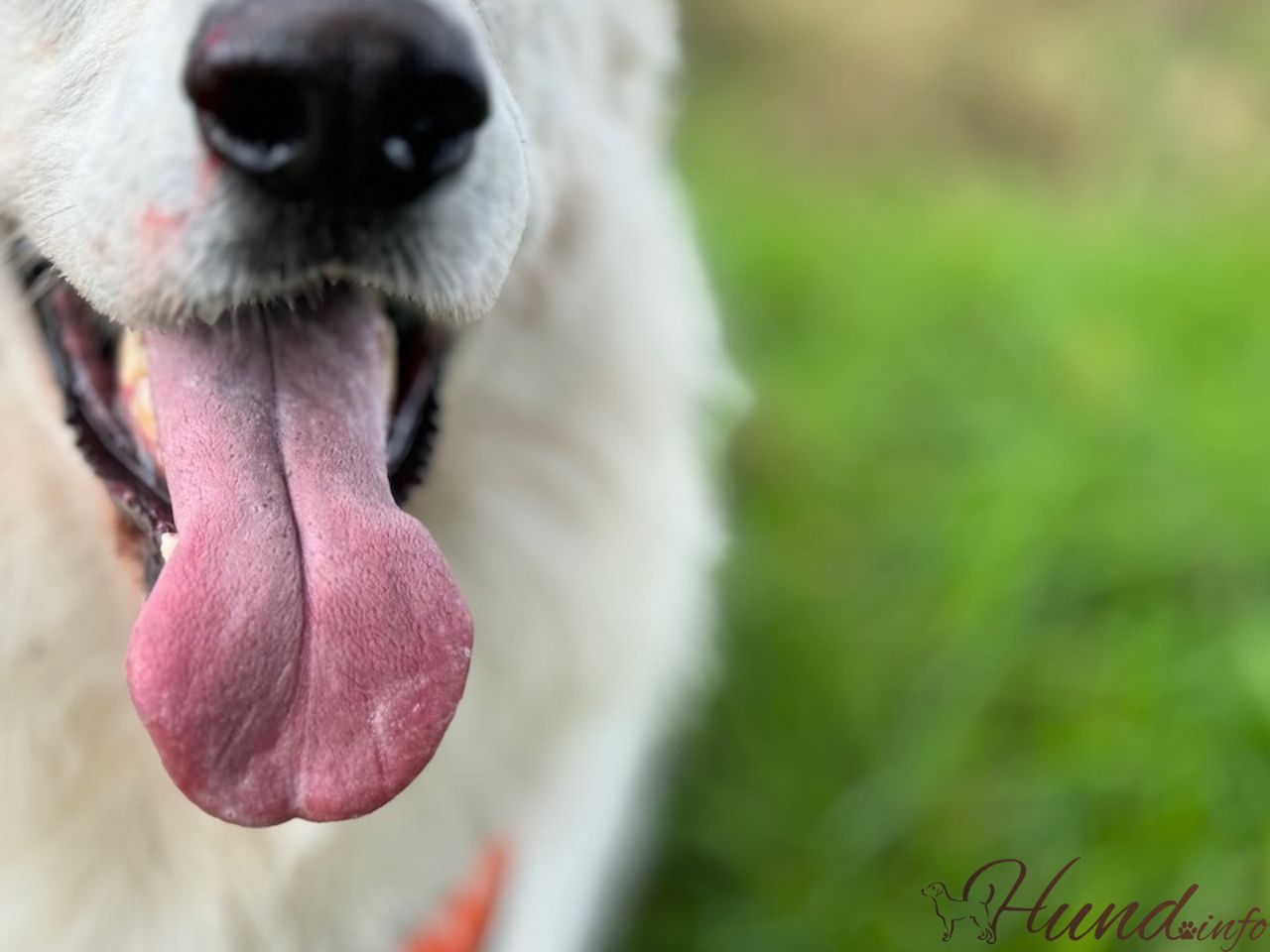 Hund Zunge