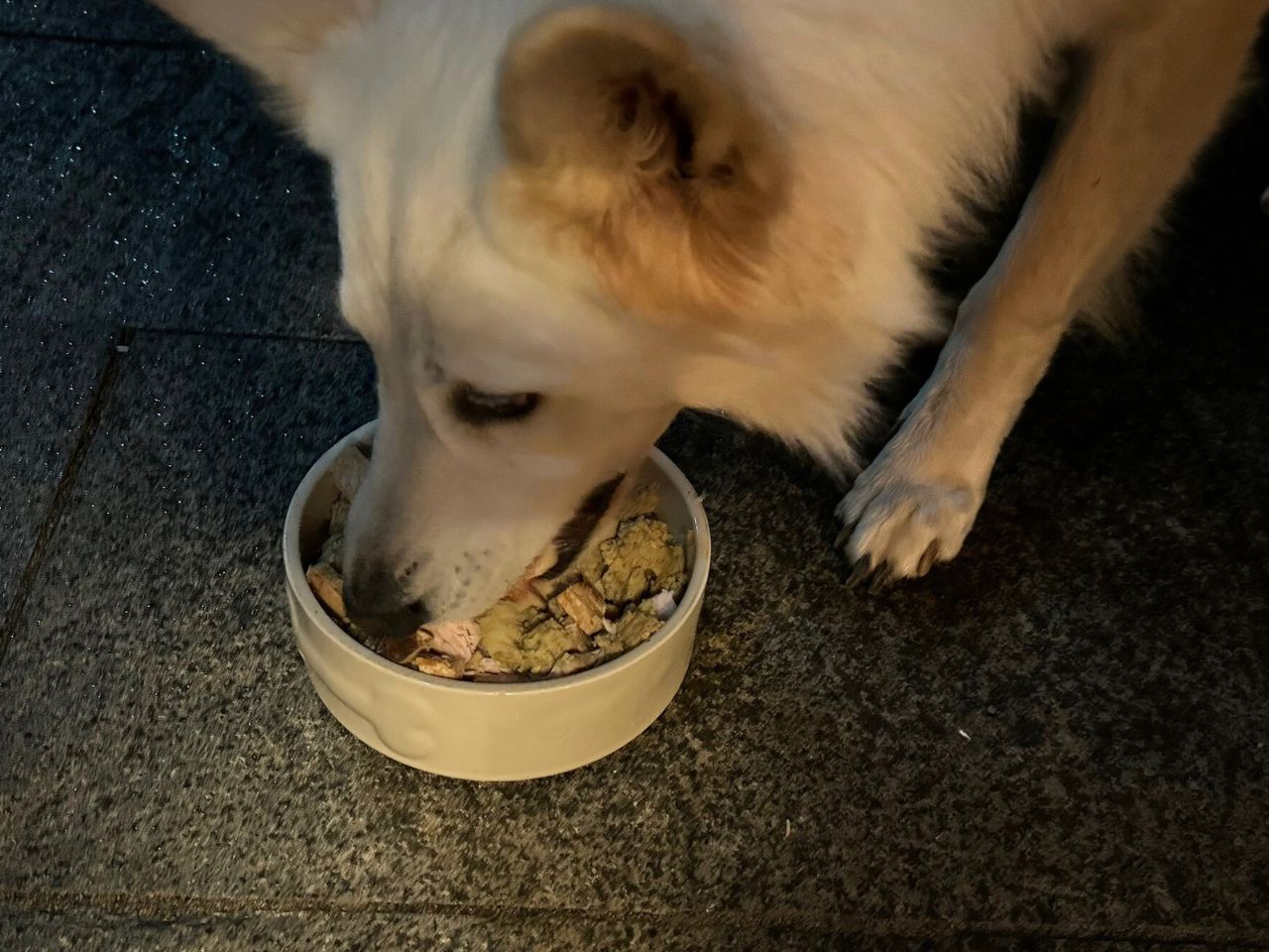 Hund isst aus dem Napf