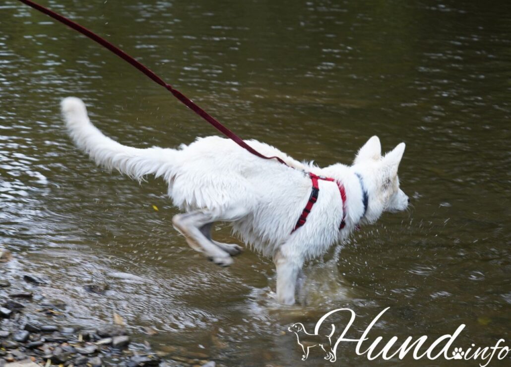 Hund springt im Wasser herum